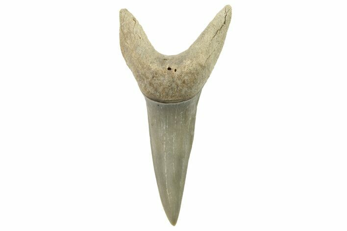 Fossil Shortfin Mako Tooth - Lee Creek (Aurora), NC #294739